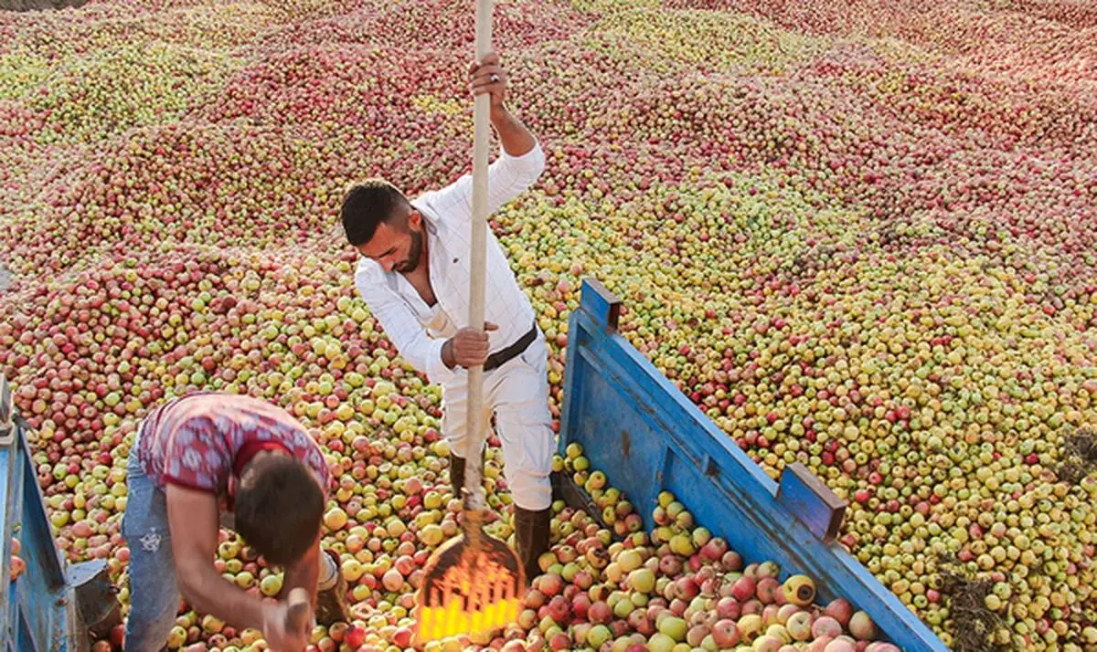 آغاز خرید توافقی سیب درجه ۳ (صنعتی) از باغداران آذربایجان غربی
