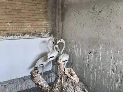 کشف و ضبط ۶ رأس آهو و ۳ قطعه فلامینگو در کرمانشاه از متخلفان