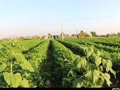 زنجان در آبیاری تیپ مزارع لوبیا رتبه نخست کشوری را دارد/ برداشت 36 هزار تن لوبیا در استان