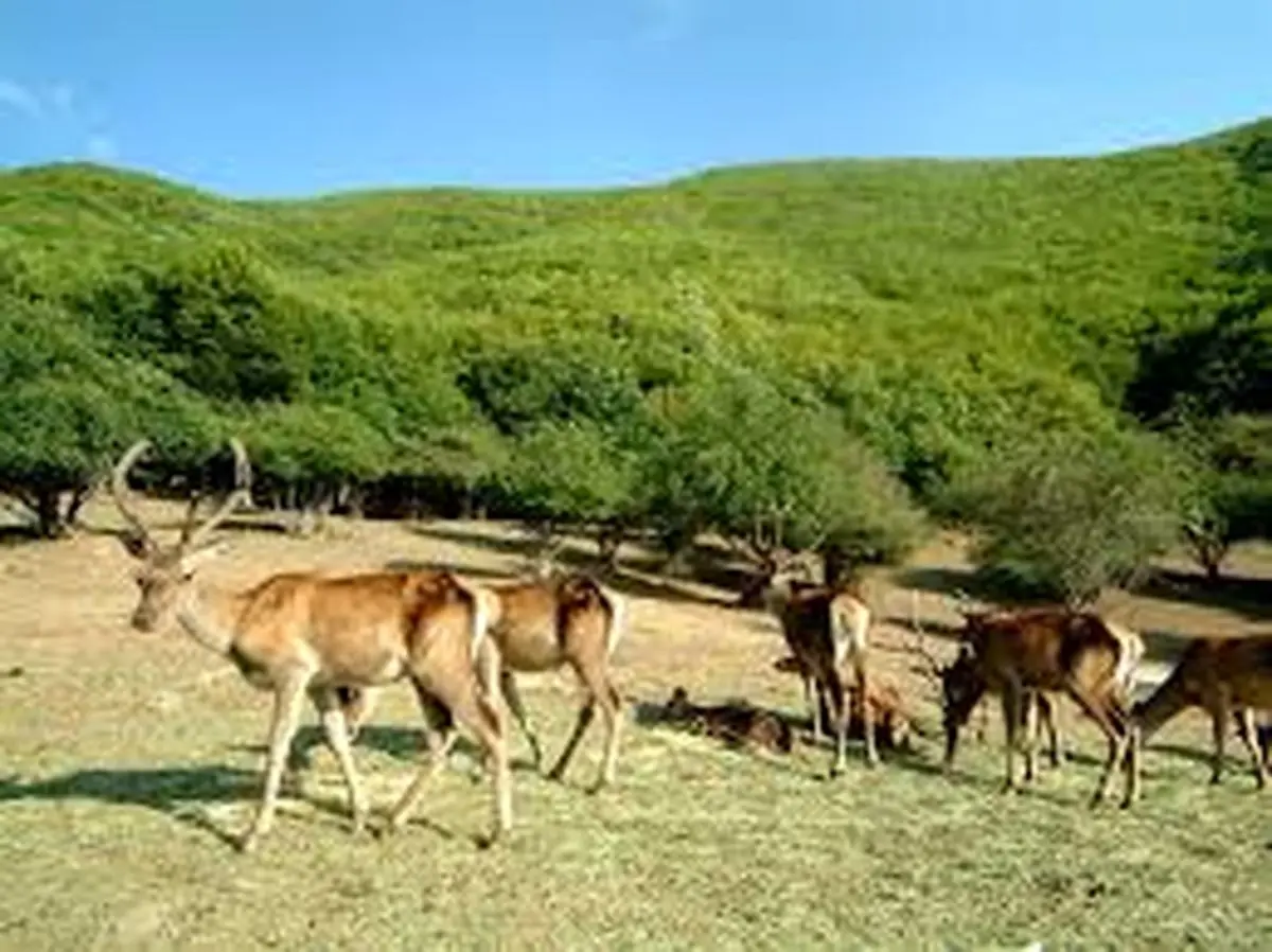 افزایش یک میلیون هکتاری سطح مناطق چهارگانه حفاظت شده/ارتقای سطح مناطق دریایی تحت حفاظت 