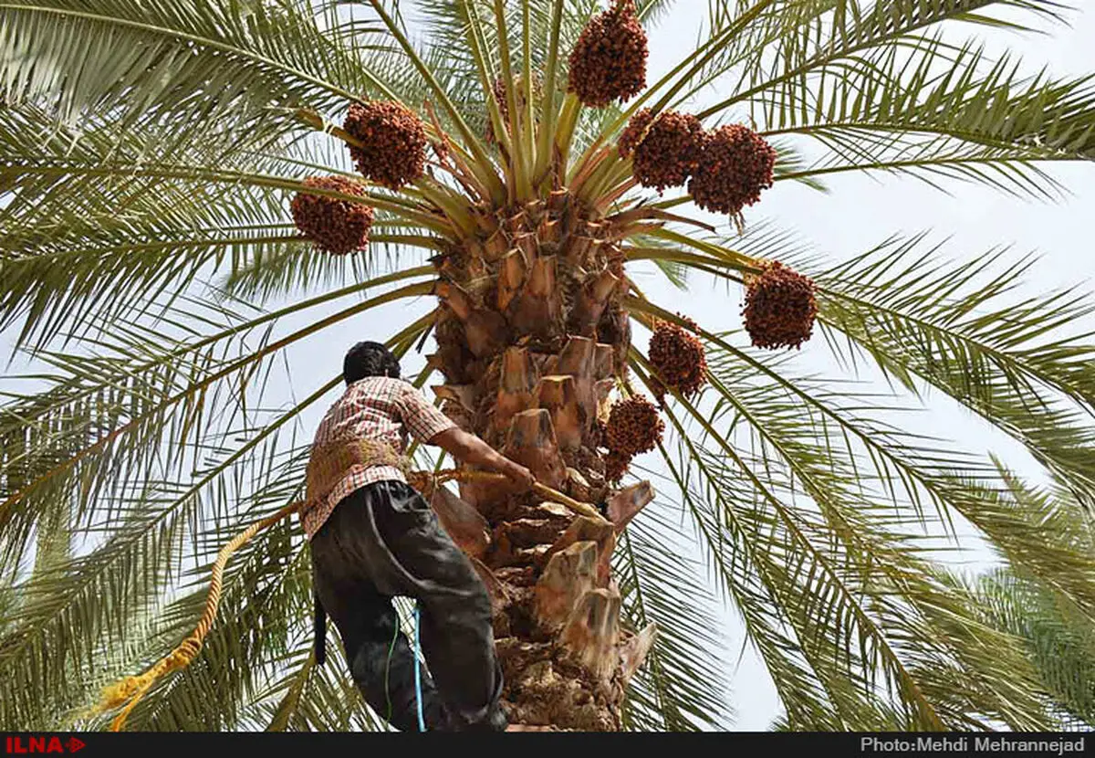 لزوم اصلاح قیمت آب‌بهای زمین‌های زراعی و نخیلات استان بوشهر