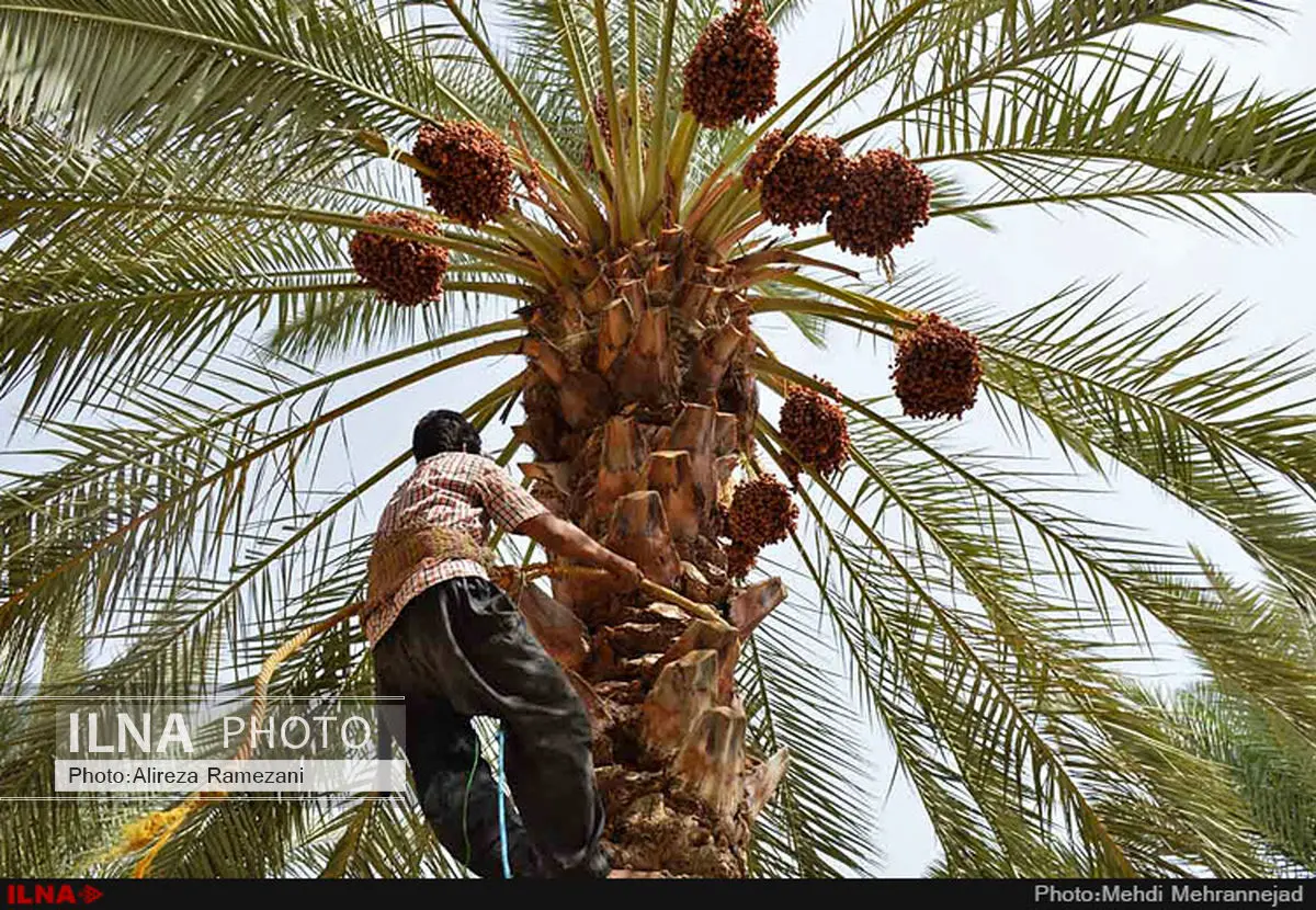برداشت ۷۰ هزار تن خرما از سطح نخلستانهای آبادان