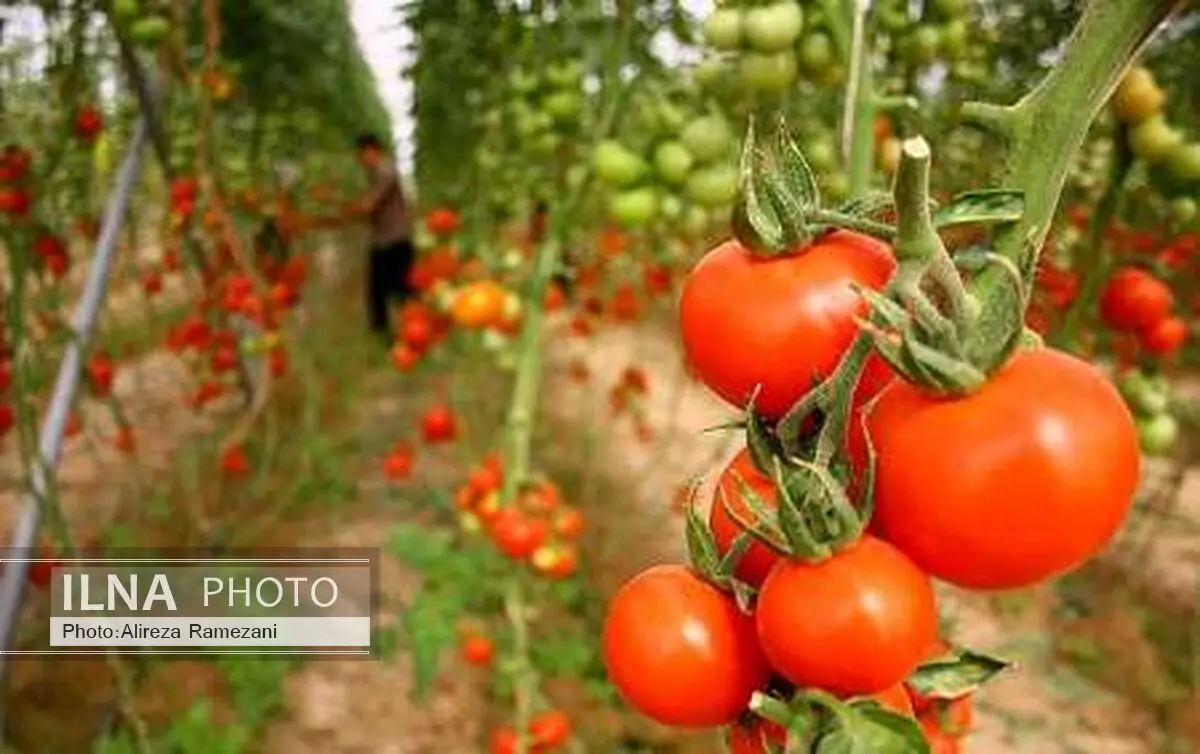 جهادکشاورزی باقیمت4000 ریال برای خرید حمایتی گوجه فرنگی موافق است