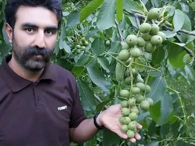 نهال گردو و بادام را با قیمت عالی از نهالستان برتر کشور بخرید