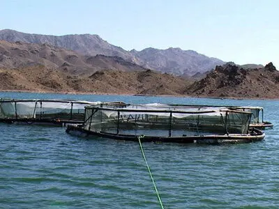 سالانه ۳۰۰ تن ماهی گرمابی و سردآبی در قفس های سد هاله کوهدشت تولید می شود