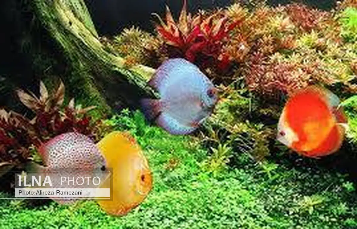 صادرات 800 هزار دلاری ماهی‌های زینتی در محلات 