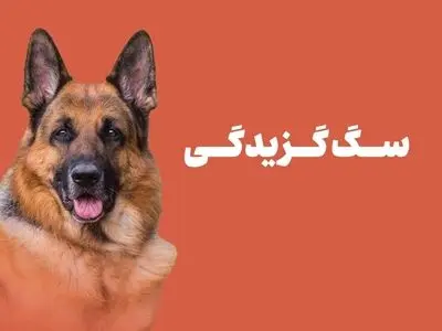 خطر سگ‌ گزیدگی‌ هرسال بیشتر از پارسال است! + اینفوگرافیک