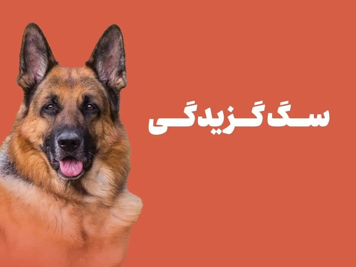 خطر سگ‌ گزیدگی‌ هرسال بیشتر از پارسال است! + اینفوگرافیک