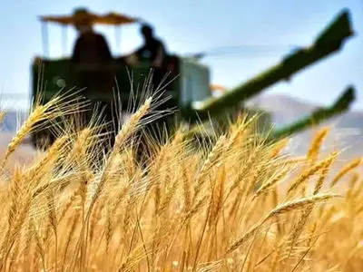 پیش‌بینی تولید و برداشت 55 هزار و 391 تن گندم در خراسان جنوبی