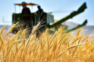 پیش‌بینی تولید و برداشت 55 هزار و 391 تن گندم در خراسان جنوبی