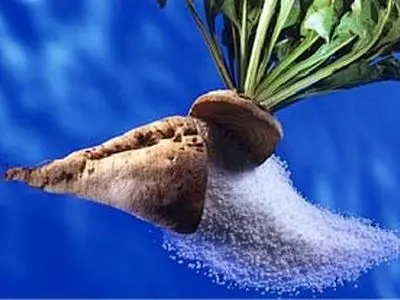 معرفی 4 رقم چغندر قند مقاوم برای تولید در کشور