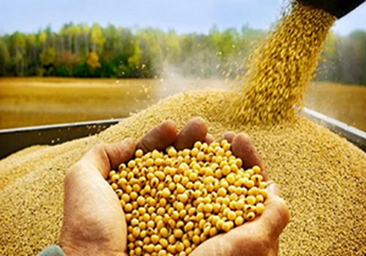 تسویه ۱۰۰ درصد بهای سویا در گلستان کمتر از ۱۰ روز