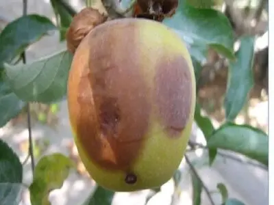 طغیان مگس میوه مدیترانه ای در باغ های فارس