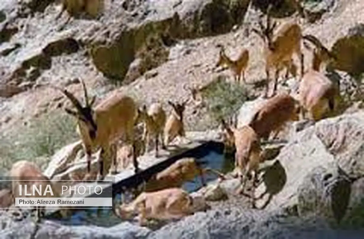 آغاز طرح زمستانی مراقبت در مناطق حفاظت شده چهارمحال و بختیاری