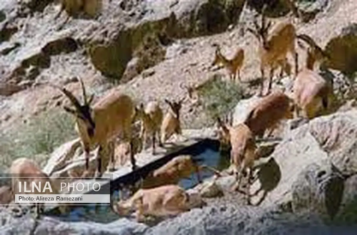 آغاز طرح زمستانی مراقبت در مناطق حفاظت شده چهارمحال و بختیاری
