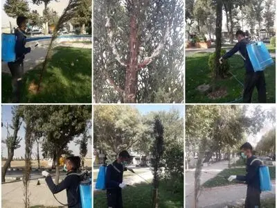 سمپاشی درختان سرو بلوار طاق بستان علیه آفت شپشک