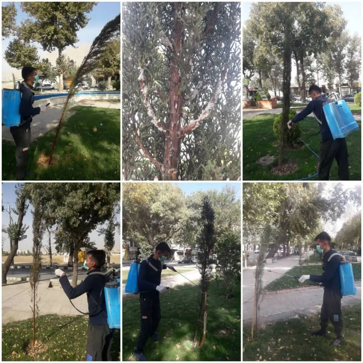سمپاشی درختان سرو بلوار طاق بستان علیه آفت شپشک