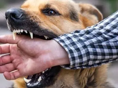 حمله سگ هار به ٢ انسان و ١١ حیوان در سبزوار 