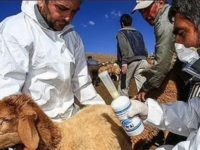 ۱۵ مرکز درمانگاه دامپزشکی به عشایر استان خدمات رسانی می کنند