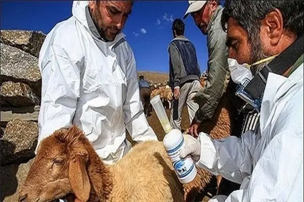 ۱۵ مرکز درمانگاه دامپزشکی به عشایر استان خدمات رسانی می کنند