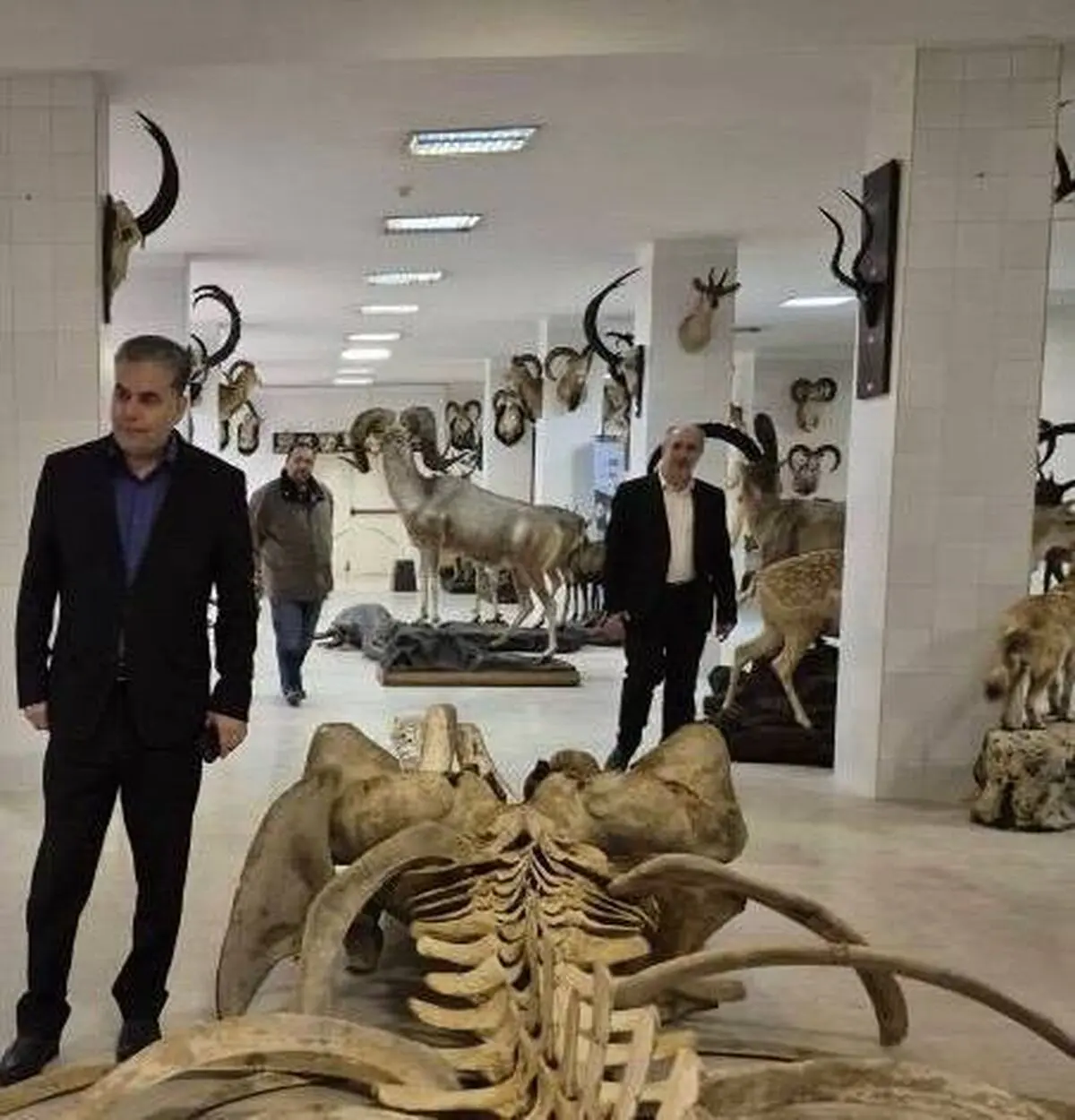 انتقال نمونه‌های ارزشمند موزه تاریخ طبیعی پردیسان به مخازن امن