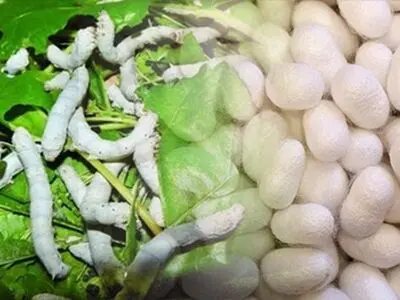 پیش بینی تولید ۱۷۵۰ تن پیله‌تر ابریشم در بهاره