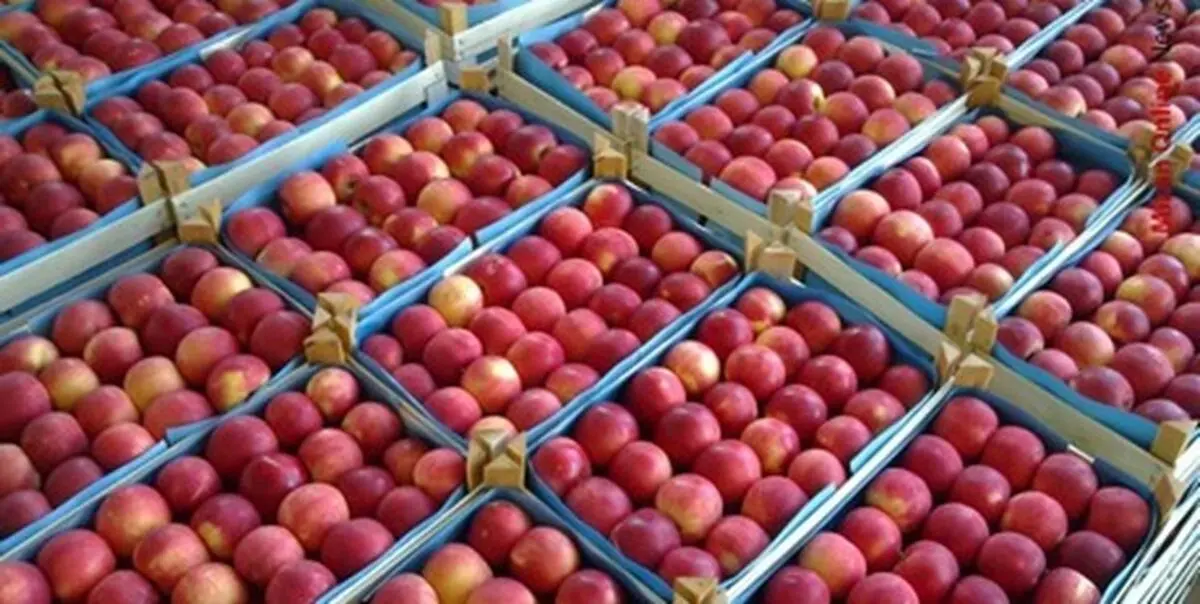 عوارض گمرکی صادرات سیب به اقلیم کردستان عراق برداشته می‌شود