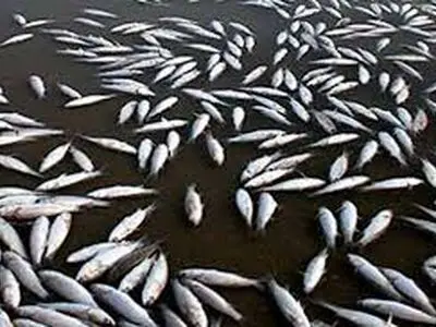 استفاده از سم، مواد منفجره و برق برای صید ماهی/ ضبط ۱۱۲ الکتروشوکر 