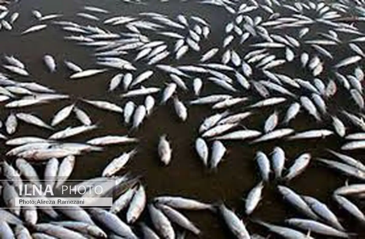 استفاده از سم، مواد منفجره و برق برای صید ماهی/ ضبط ۱۱۲ الکتروشوکر