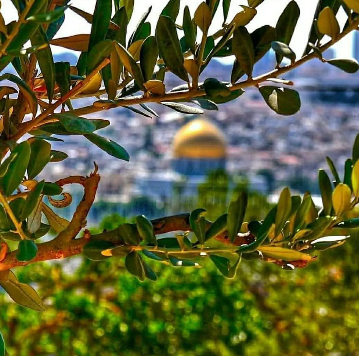پیام مدیرعامل گروه فولادمبارکه به مناسبت روز قدس