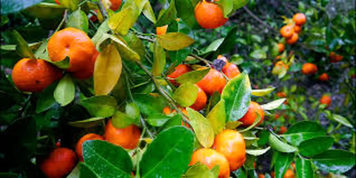 صادرات ۲۰۰ میلیون دلاری محصولات تازه و فرآوری شده مرکبات