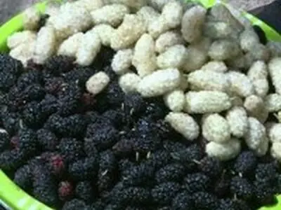 چند راهکار برای خشک کردن توت در خانه
