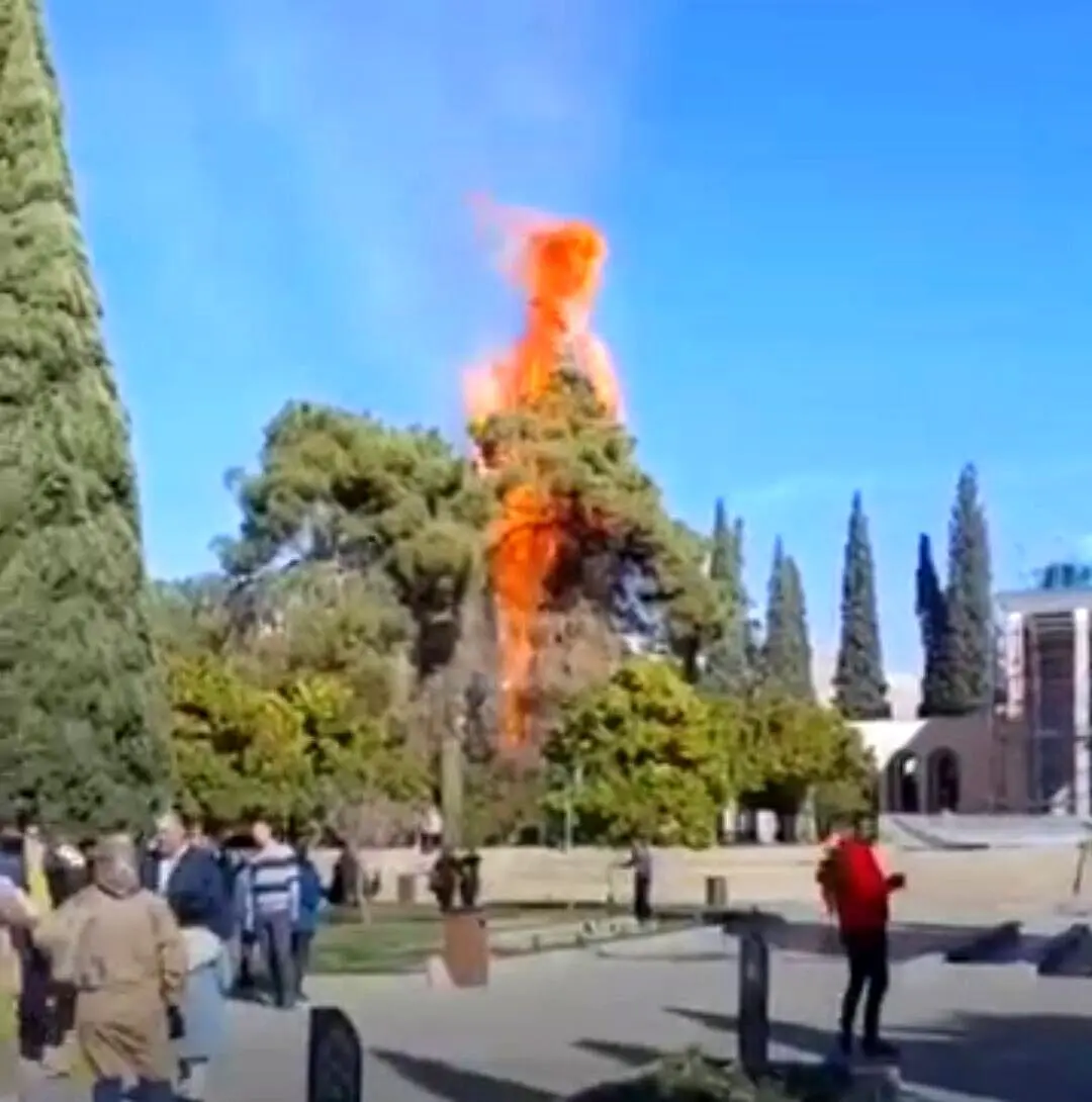 آتش سوزی ۲ درخت کهنسال در آرامگاه سعدی/ آتش مهار شد