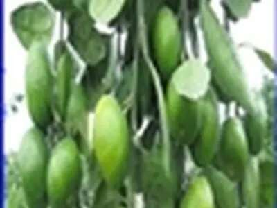 آغاز برداشت ارقام نارنگی انشوی زودرس در سطح باغات مرکبات مازندران