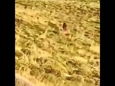 مشاهده یک قلاده خرس قهوه‌ای در ارتفاعات فیروزکوه + فیلم