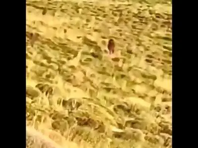 asdasd