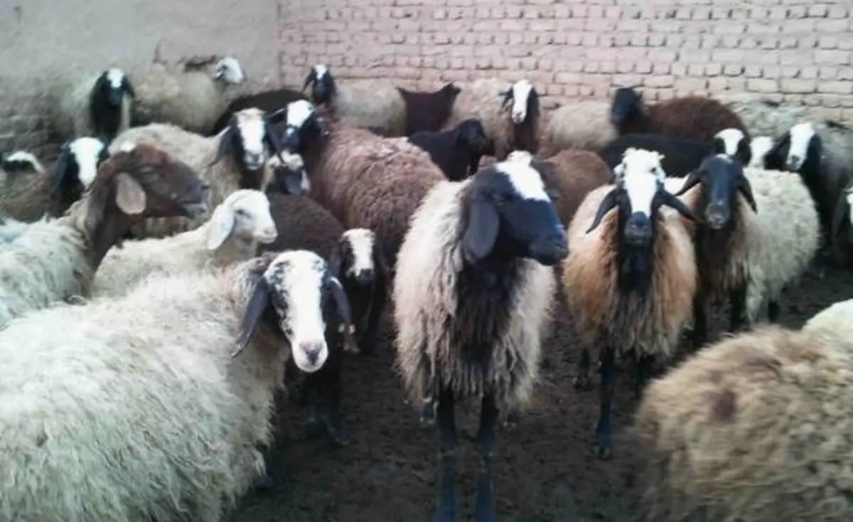 کشف دام قاچاق در مرزهای  آذربایجان غربی 