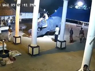 یک مرد جوان زیر پاهای فیل خشمگین له شد 