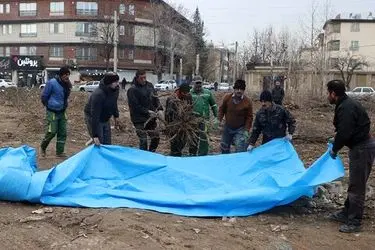 طرح جابجایی و بازکاشت درختان کمربندی مهرشهر اجرا شد/ نجات درختان کهن در مسیر توسعه