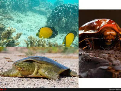 کاهش شدید جمعیت خزندگان به دلیل تغییر اقلیم