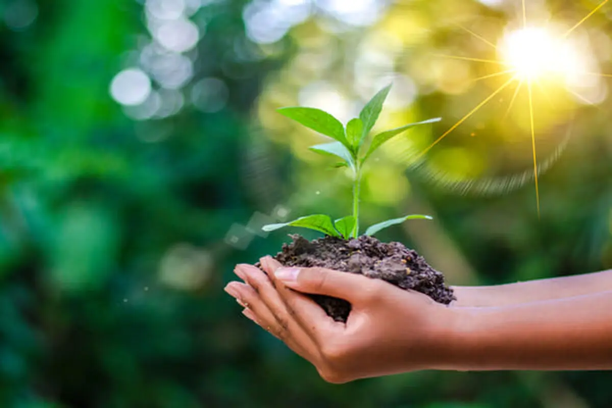 ترویج فرهنگ درختکاری و درخت‌دوستی با اجرای طرح پویش جوانه‌ها