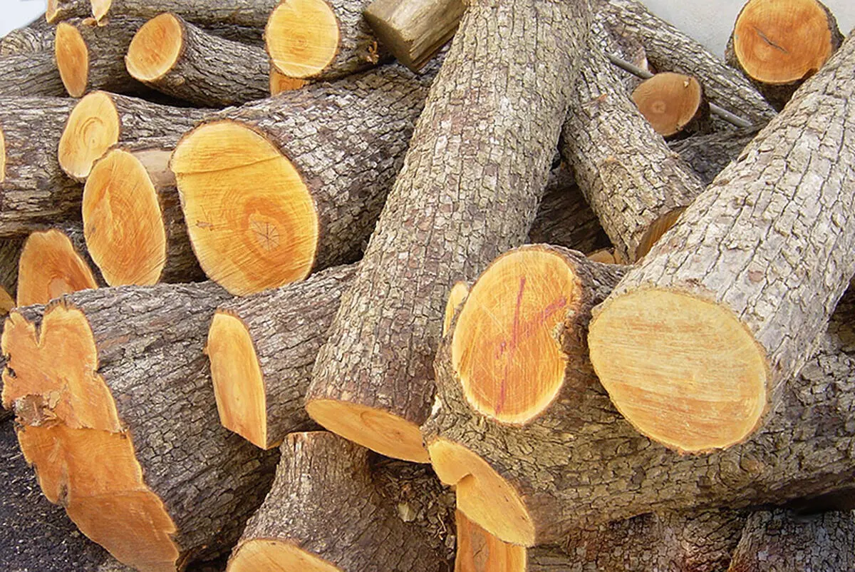 خودروهای حامل چوب تاغ ممنوعه در نیشابور ناکام ماندند