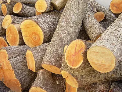 خودروهای حامل چوب تاغ ممنوعه در نیشابور ناکام ماندند