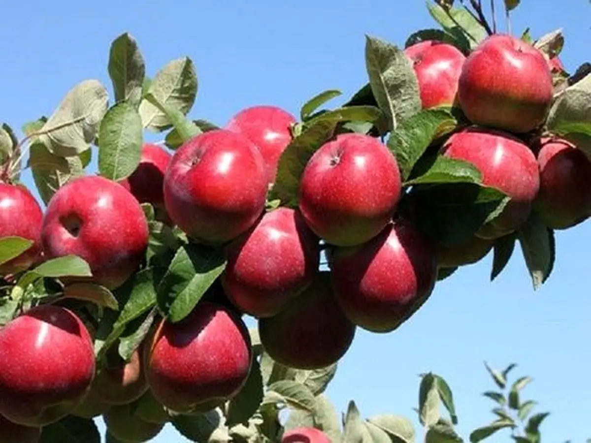 تهاتر سیب آذربایجان غربی با موز/هشت کشور خارجی مقصد صادرات سیب استان است
