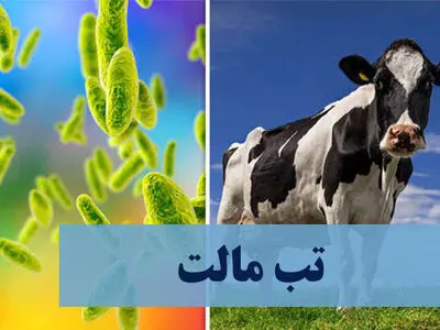 توصیه به مردم برای جلوگیری از شیوع تب مالت  

