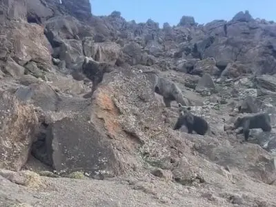 عبور خانوادگی خرس سبلان از کنار کوهنوردان + فیلم