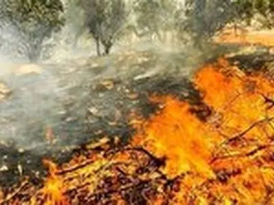 جنگل هلیساد شهرستان اردل طعمه حریق شد