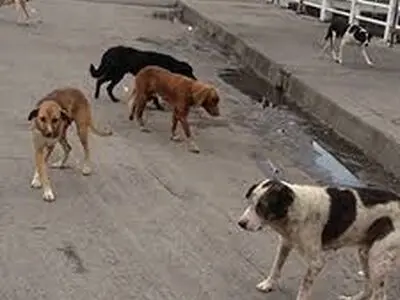 تصاویری از سگ‌های ولگرد در دماوند؛وقتی یک میش را زنده زنده می خورند