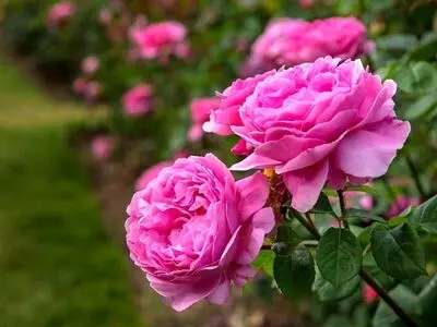 اهمیت فرآوری گیاهان دارویی برای بهره‌گیری از ارزش افزوده