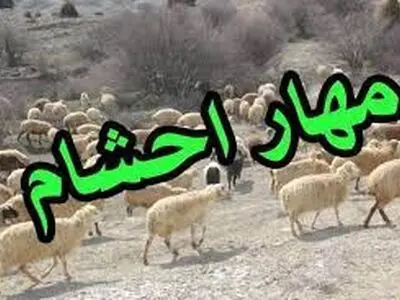 مهار ۱۴۲۰ راس دام قاچاق در مرزهای خراسان شمالی